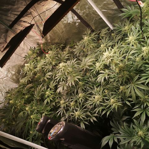 Pluto auto growlog timeline photo