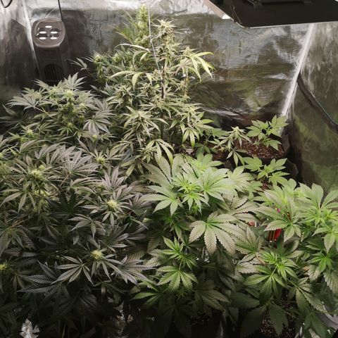 Dark devil auto growlog timeline photo