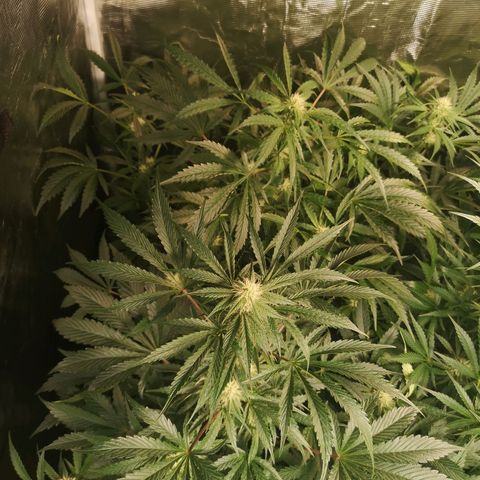 Banana Hammock auto growlog timeline photo