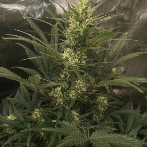 Crystal candy xl auto growlog timeline photo