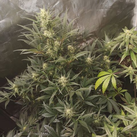 Crystal candy xl auto growlog timeline photo