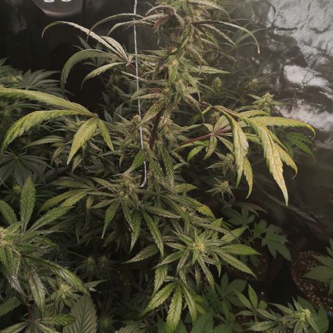 Dark devil auto growlog timeline photo