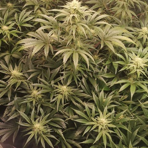 LBCOG auto growlog timeline photo