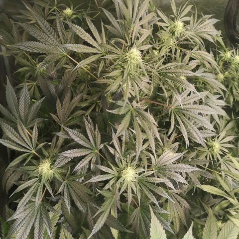 Og kush auto growlog timeline photo