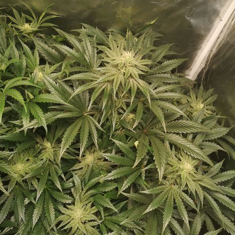 Og kush auto growlog timeline photo