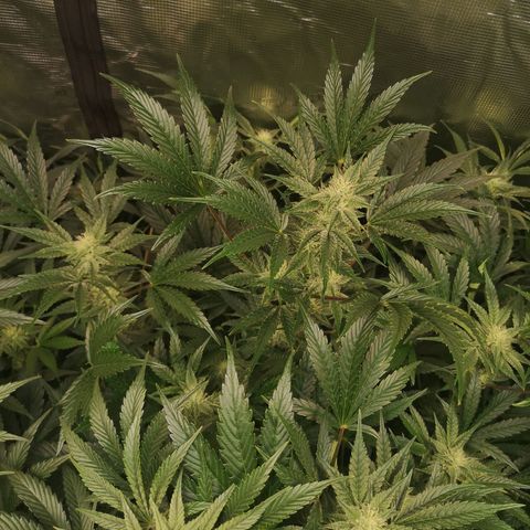 Pluto auto growlog timeline photo