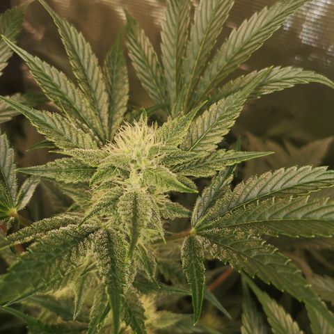 Pluto auto growlog timeline photo