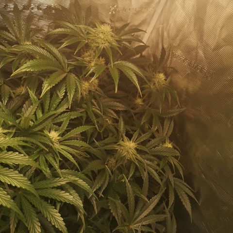 Pina rbx auto growlog timeline photo