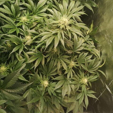 Purple thai auto  growlog timeline photo