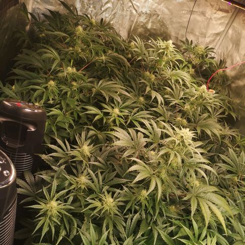 Pluto auto growlog timeline photo