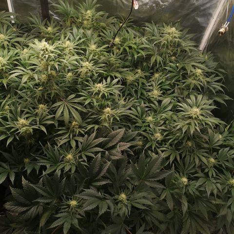 Pluto auto growlog timeline photo
