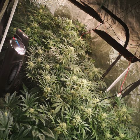 Pluto auto growlog timeline photo