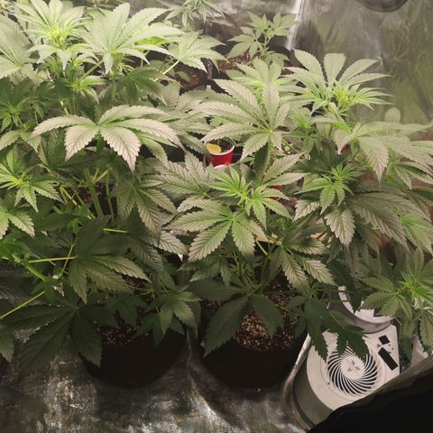 Sour d auto  growlog timeline photo