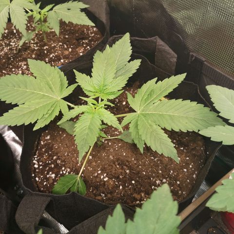 Banana daddy growlog timeline photo