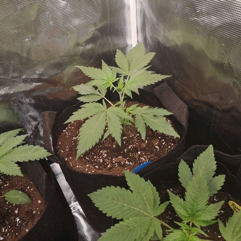 Blueberry cookies growlog timeline photo