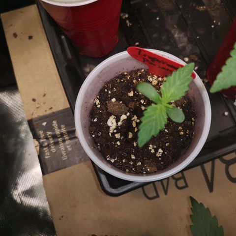 Tropicanna poison fast growlog timeline photo