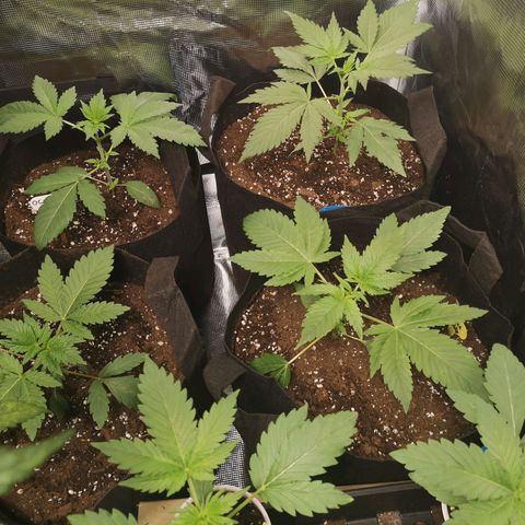 Banana daddy growlog timeline photo