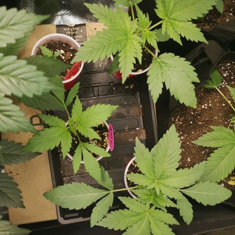 Tropicanna poison fast growlog timeline photo