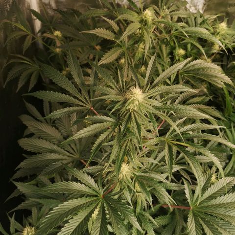 Banana Hammock auto growlog timeline photo