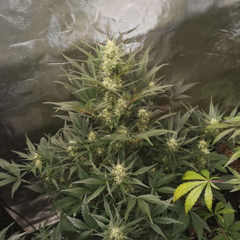 Crystal candy xl auto growlog timeline photo