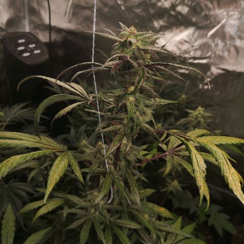 Dark devil auto growlog timeline photo