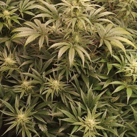LBCOG auto growlog timeline photo