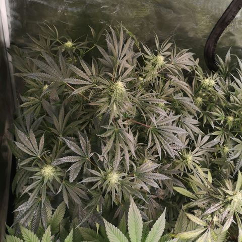 Og kush auto growlog timeline photo