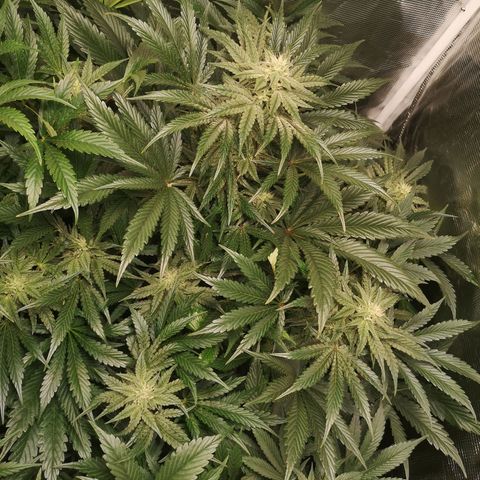 Og kush auto growlog timeline photo