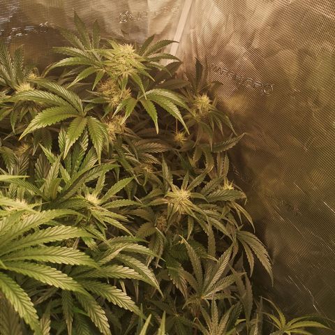 Pina rbx auto growlog timeline photo