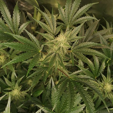 Pluto auto growlog timeline photo