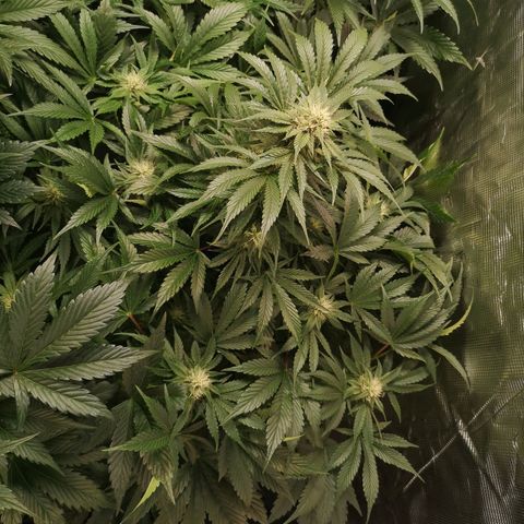 Purple thai auto  growlog timeline photo