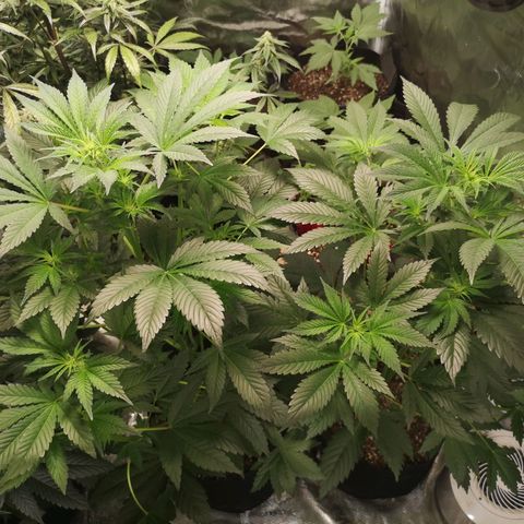 Sour d auto  growlog timeline photo