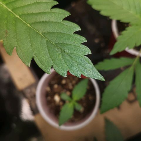 Tropicanna poison fast growlog timeline photo