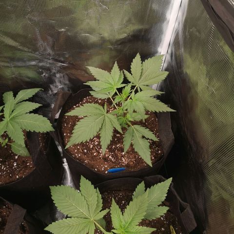 Blueberry cookies growlog timeline photo