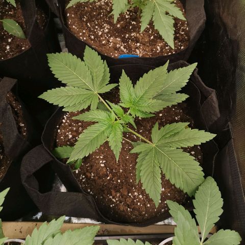 Banana daddy growlog timeline photo