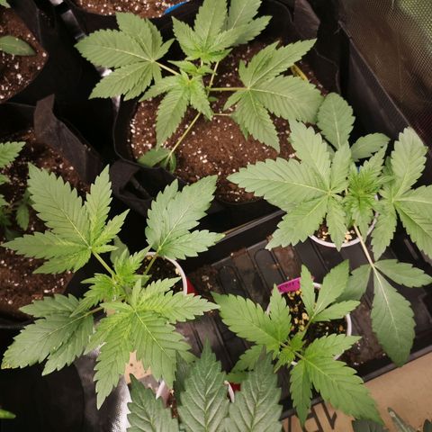 Banana daddy growlog timeline photo