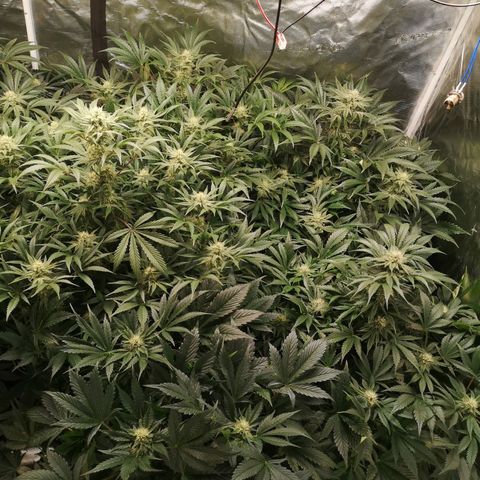Pluto auto growlog timeline photo