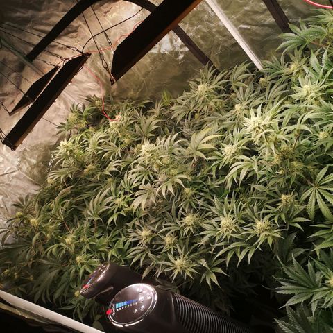 Pluto auto growlog timeline photo