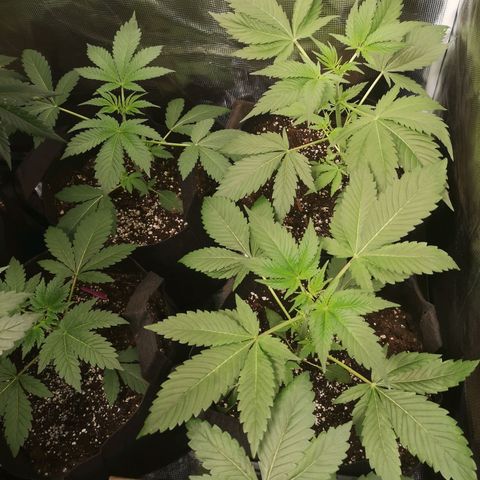 Banana daddy growlog timeline photo