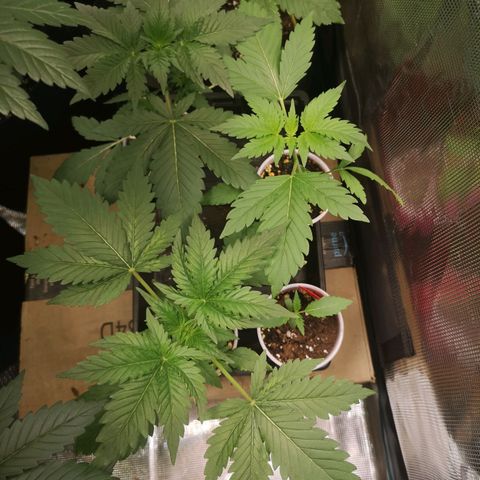 Tropicanna poison fast growlog timeline photo