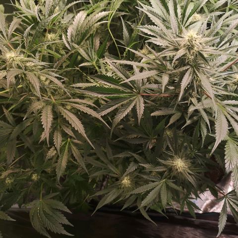 Banana Hammock auto growlog timeline photo