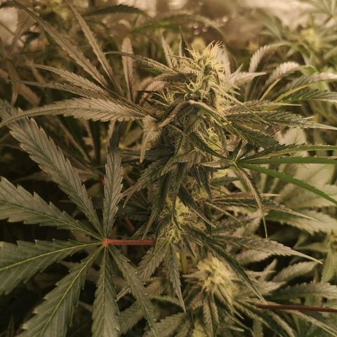 Banana Hammock auto growlog timeline photo