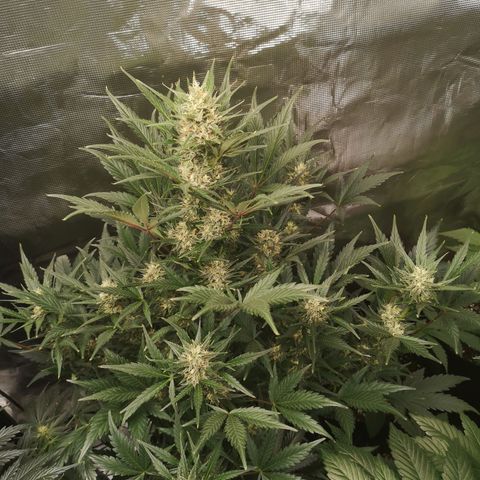 Crystal candy xl auto growlog timeline photo