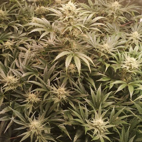 LBCOG auto growlog timeline photo