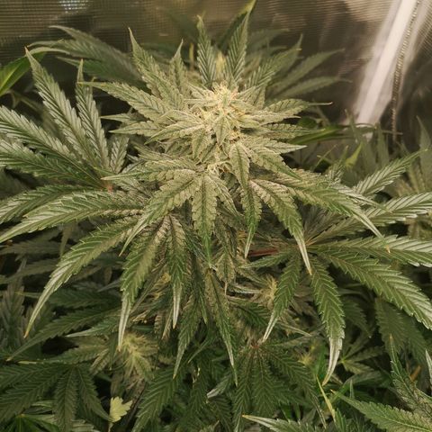 Og kush auto growlog timeline photo