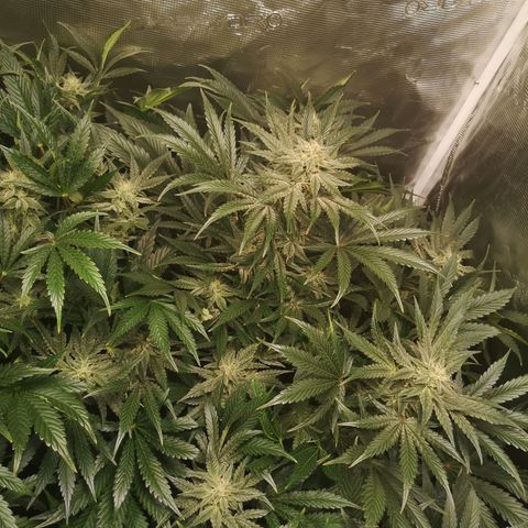 Og kush auto growlog timeline photo