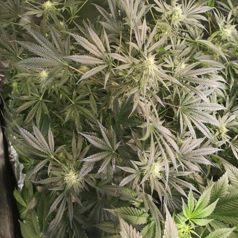 Og kush auto growlog timeline photo