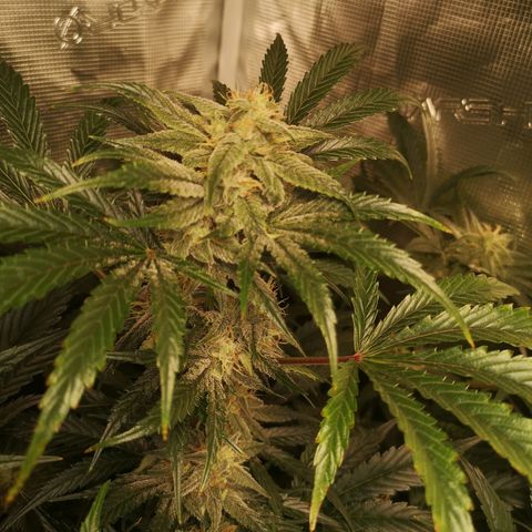 Pina rbx auto growlog timeline photo