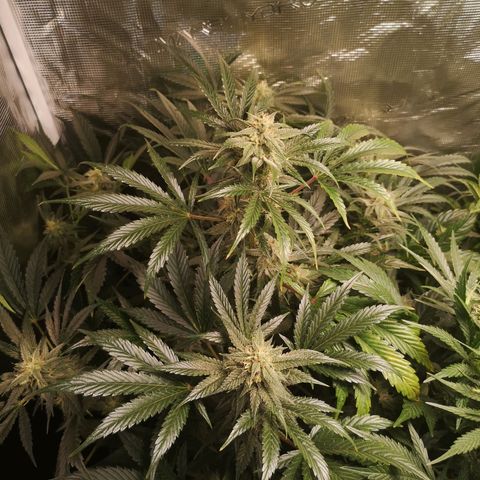 Pina rbx auto growlog timeline photo