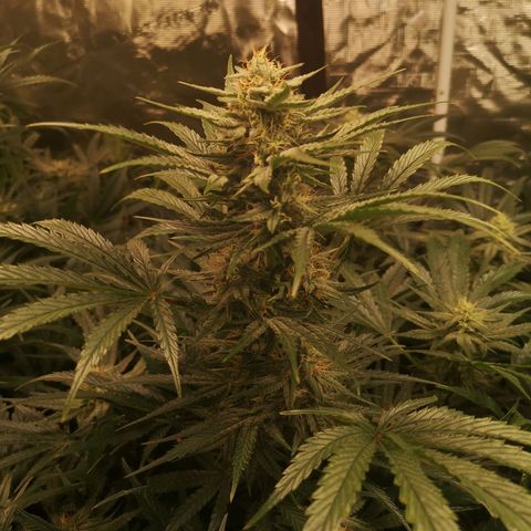 LBCOG auto growlog timeline photo